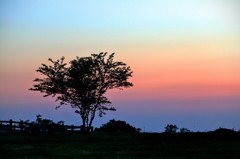 稲葉山 夕焼け