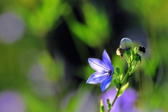 花キキョウ