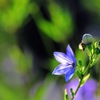 花キキョウ