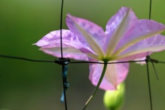 植物園のクレマチス