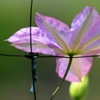 植物園のクレマチス