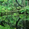 杉沢の沢スギ#1
