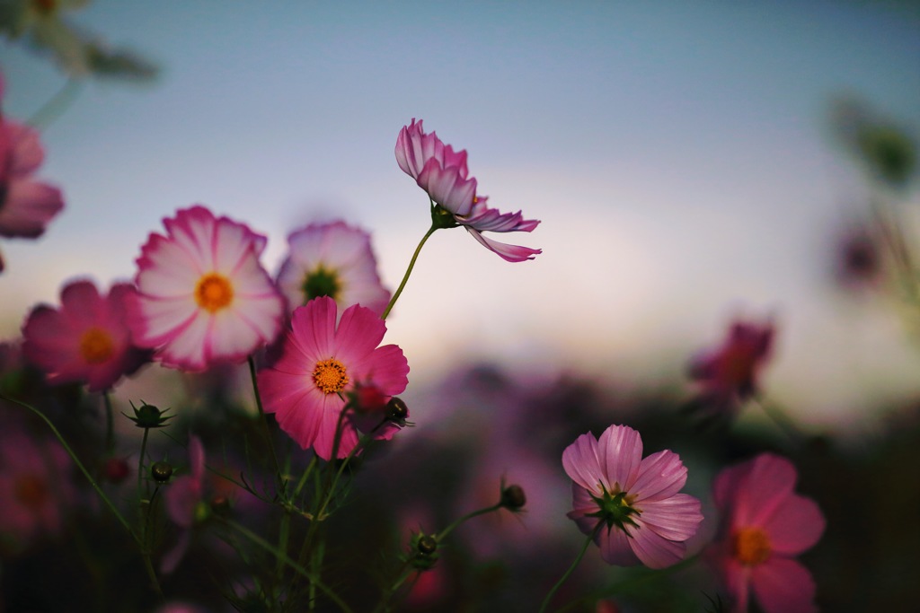 秋桜