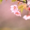 河津桜