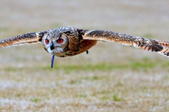 ベンガルワシミミズク飛翔