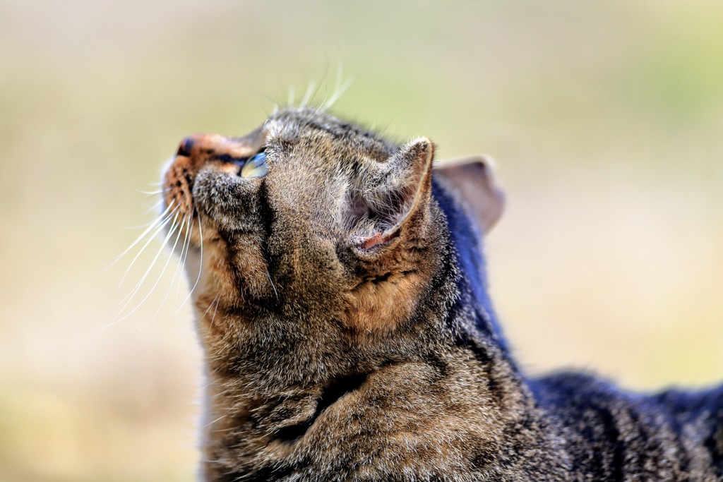 公園の猫