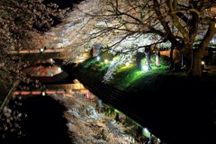 松川の夜桜