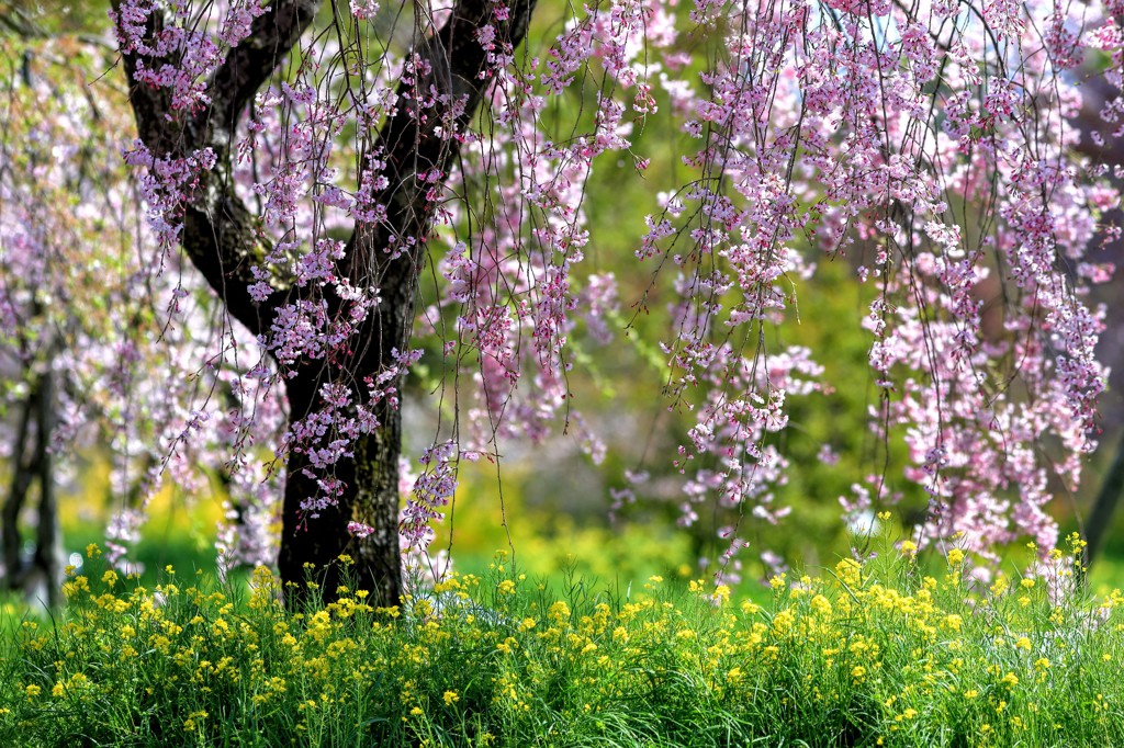 しだれ桜