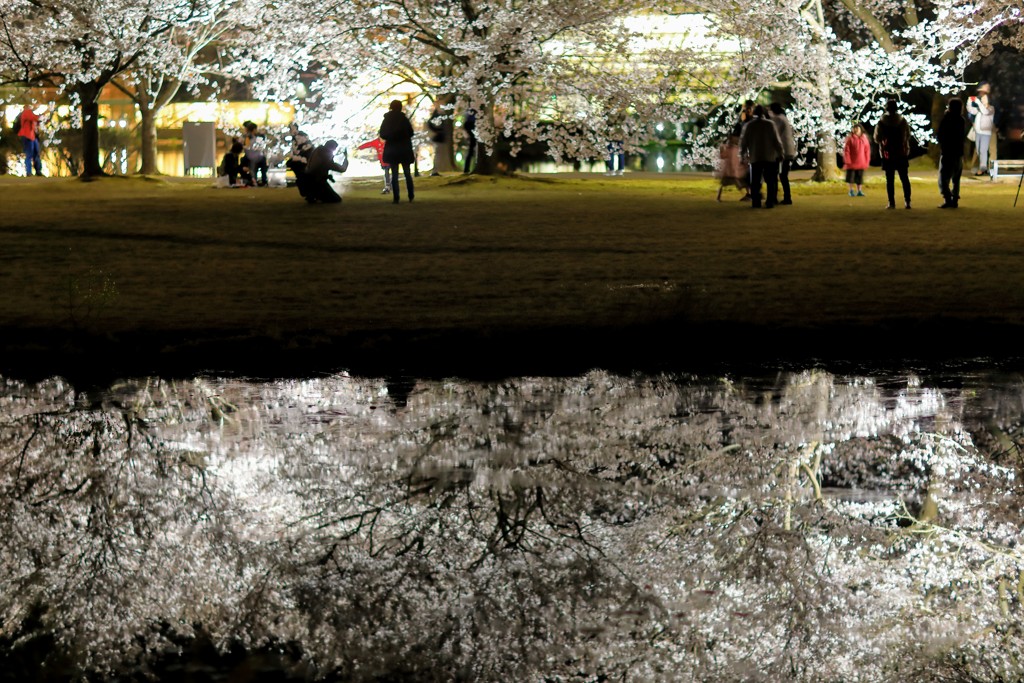 夜桜に集まる