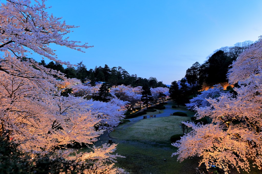 兼六園　夜桜