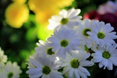 白い花弁