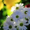 白い花弁