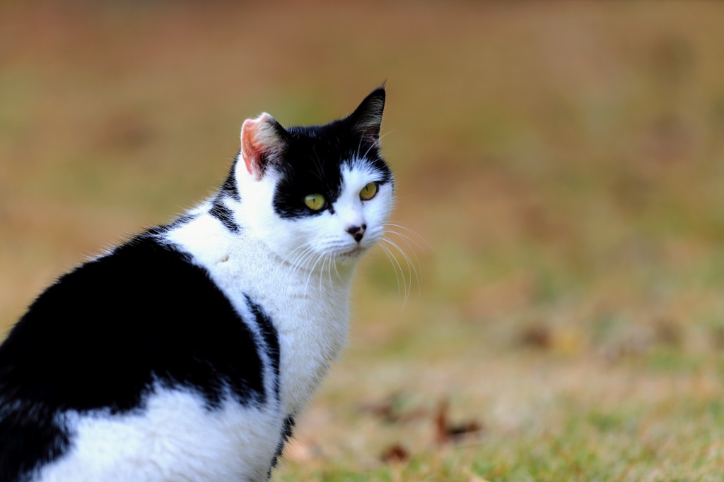 公園のねこ