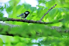 シジュウカラ 囀る