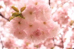 ボンボン桜