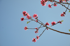 花桃