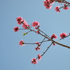 花桃