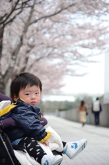 桜の前でキメ顔。