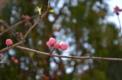 花桃のつぼみ