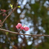 花桃のつぼみ