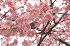 上野は春でした。