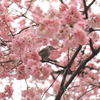 上野は春でした。