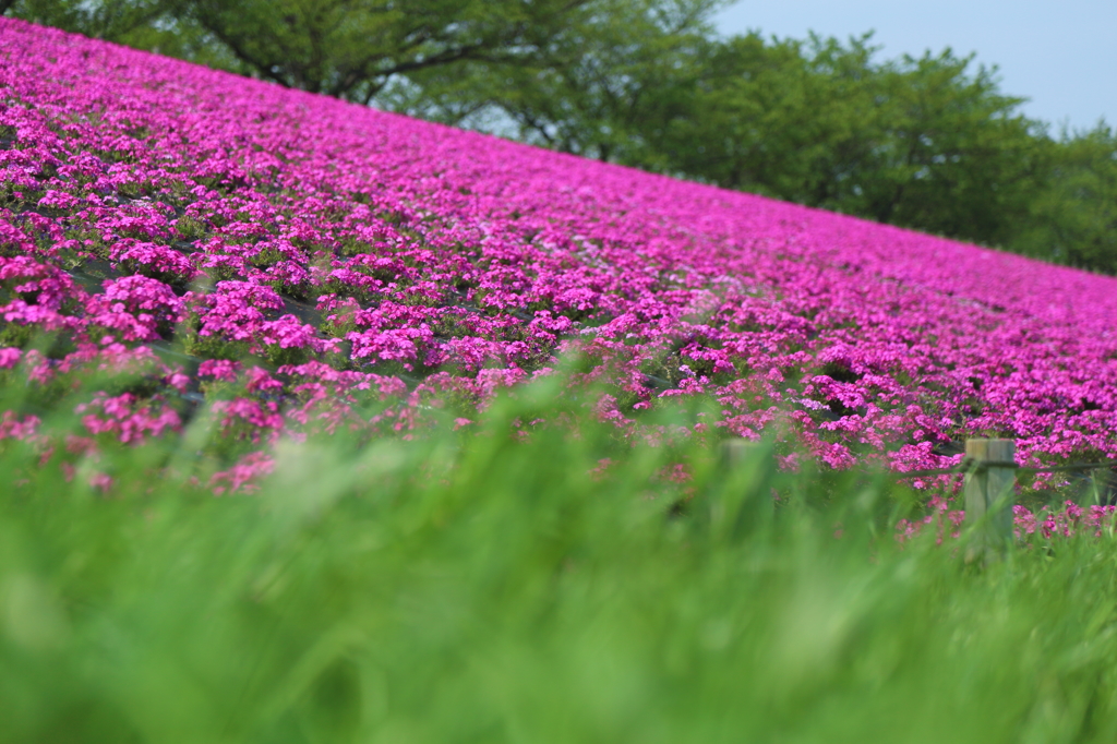 Ground pink