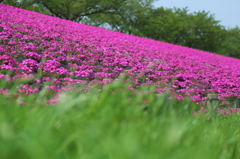 Ground pink