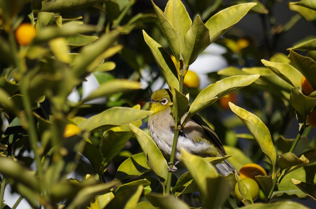 ふっくらメジロ