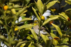 ふっくらメジロ