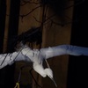 だって鳥だもん