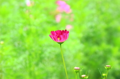 希望の花