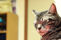 我輩は猫である
