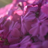 芝桜