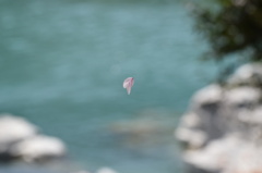 花びら舞う