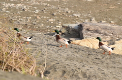 整列 鳥尾