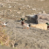 整列 鳥尾