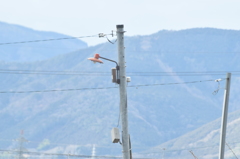 橙のUFO