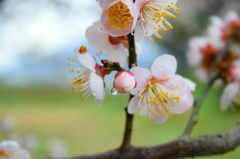 雫と蕾
