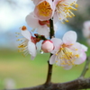 雫と蕾
