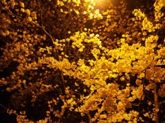 満開夜桜