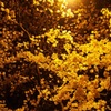 満開夜桜