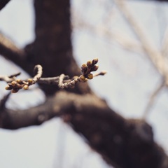 桜のつぼみ