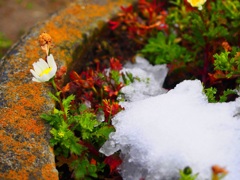 三月の雪