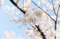 満開