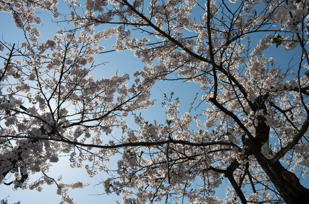 山形にも桜がきました。