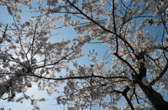 山形にも桜がきました。