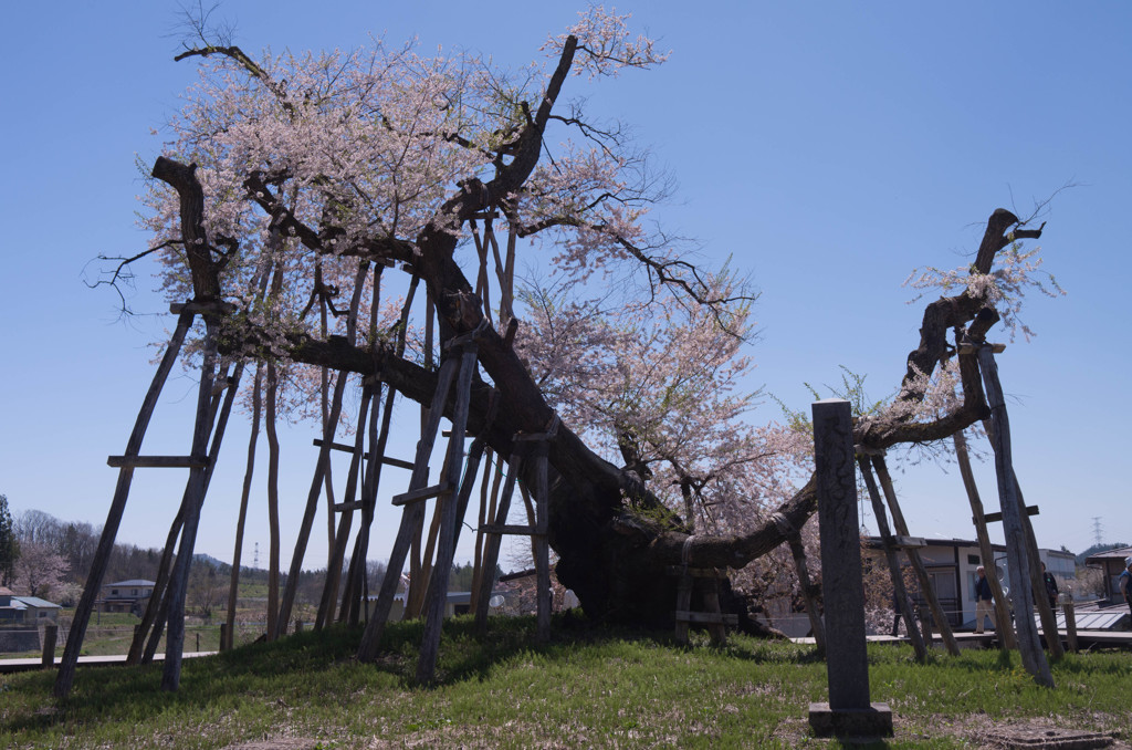 伊佐沢の久保桜その２