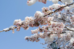 雪と桜