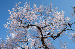 青空と桜